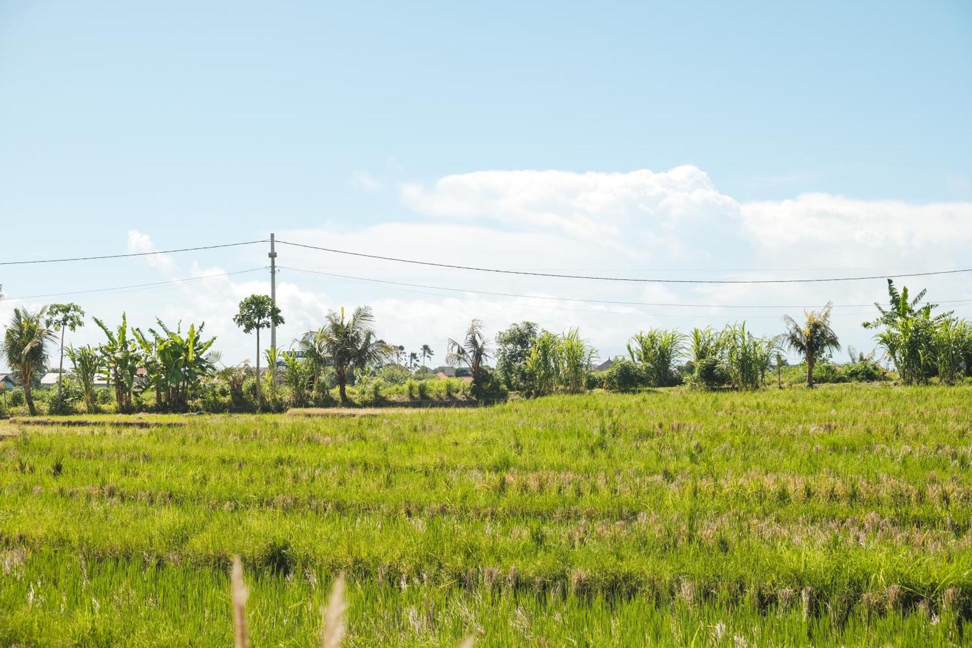 Padi Villa Canggu Dış mekan fotoğraf